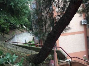 Tehlike Arz Eden Ağaca Müdahale Edildi