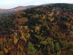 Sivas Pastel Tablo Gibi