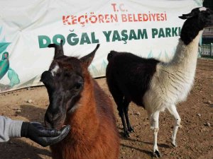 Keçiören’de Sonbaharla Birlikte Doğal Yaşam Şenlendi