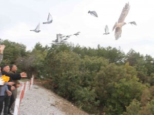 Yasa Dışı Canlı Mühre İle Avlanan Şahin Doğal Yaşam Alanına Bırakıldı