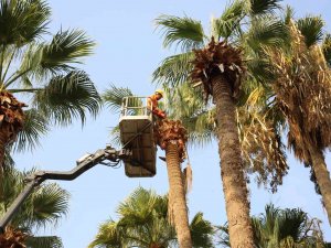 Marmaris’te Palmiyeler Bakıma Alındı