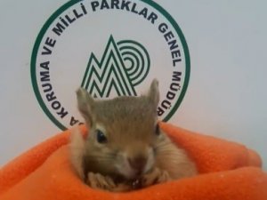 Yavru Sincap Koruma Altına Alındı