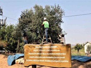 Özenle Korunan Bin 200 Yıllık Zeytin Ağacında Hasat Bereketi