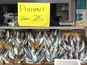 Karadeniz’de Palamudun Fiyatı 25 Liraya Düştü