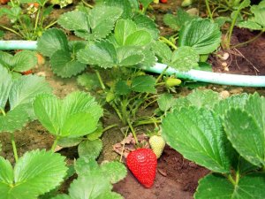 Kdz. Ereğli’de Çilek Fide Ekim Zamanı Başladı