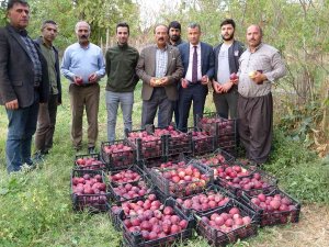 Yüksekova’da Elma Hasadı
