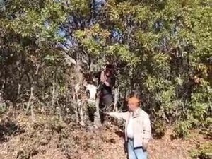 Elazığ’da Kafası Ağaca Sıkışan İnek Kurtarıldı