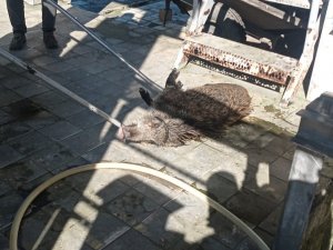 Arıtma Tesisine Düşen Domuz Kurtarıldı