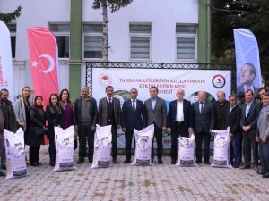 Samsun’da Yerli Ve Milli Buğday Çeşitleri Yaygınlaşıyor