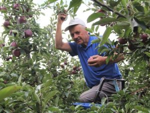 Isparta’da Elma Üretiminin Ekonomiye Katkısı 2,5 Milyar Tl Oldu