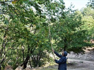 Simav’da Kestane Hasadı Başladı