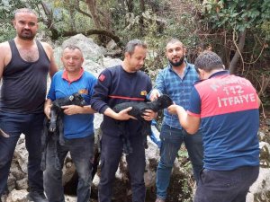 5 Metrelik Çukurda Sıkışan Keçi Yavrusunu İtfaiye Kurtardı