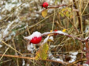 Sarıkamış Beyaza Büründü