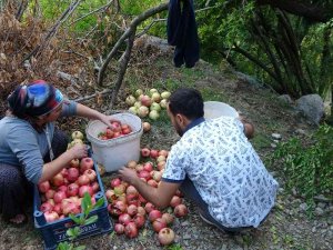 Tescilli Kuytucak Narında Hasat Başladı