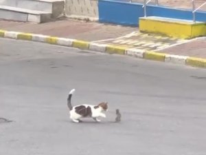Kartal’da Trafikte Kedi İle Farenin Kavgası Sürücülere Zor Anlar Yaşattı