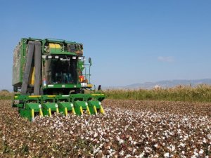 ’Beyaz Altın’da Hasat Devam Ediyor