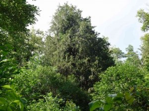 Bin 400 Yaşındaki Porsuk Ağacının Tescillenmesi İçin Çalışma Başlatıldı