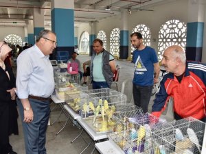 Kuş Pazarında Brahma Yarışması Yapılacak