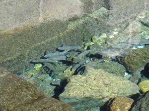 Evliya Çelebi’nin Seyahatname’de Bahsettiği Su Kaynağında Balıklar Gün Yüzüne Çıktı