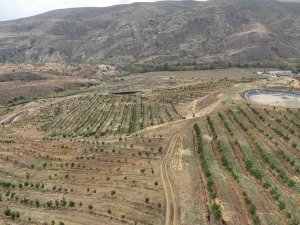 İ̇ç Anadolu’nun En Büyük Ceviz Bahçesinde İlk Hasat Yapıldı