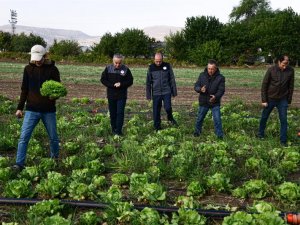 Kayseri’de İlk Kez "Iceberg Marul" Ekildi