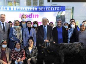 Muğla Büyükşehir Belediyesi Yatağan’da Kıl Keçisi Dağıtıyor
