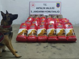 Alanya’da,yolcu Otobüsünde 150 Kilogram Kaçak Tütün Ele Geçirildi