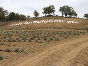 Safran Üretimi İle Turizmi Artıracak Olan “Lavanta Kokulu Safran Bahçesi" Projesi Tanıtıldı
