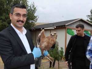 Şırnak’ta Tedavisi Tamamlanan Kumru, Kartal Ve Kızıl Şahin Doğaya Bırakıldı