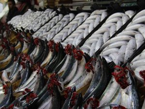 Palamut Fiyatları Dibe Vurdu: 700 Gram Palamut 25 Tl