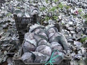 Bafra Ovası’nda Kışlık Sebze Zamanı