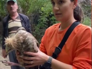 Doğa Yürüyüşü Sırasında Bitkin Düşen Akbaba Buldular