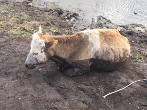 Bataklığa Saplanan İnek Kurtarıldı
