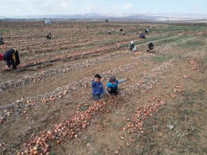 Hasadı Yapılan Kışlık Soğan Sofralara Gönderilmek İçin Hazırlanıyor