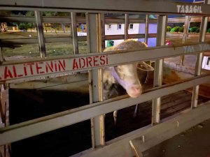 Sahibiyle Gezintiye Çıkan Köpeğin Dikkati Koyunu Ölümden Kurtardı