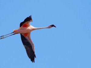 Çevre, Şehircilik Ve İ̇klim Değişikliği Bakanı Kurum: "Çok Şükür Aldığımız Tedbirler Sonuç Verdi"