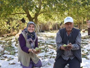 Sındırgı’da Ceviz Hasadı Başladı...rekolte İki Katına Çıktı