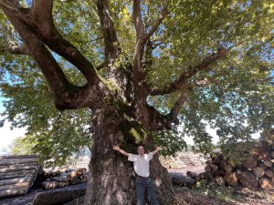 Düzce’yi Gezerken Keşfettiği Ağaç Tescillendi