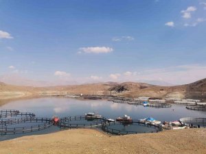 Ekinözü, Kafes Balıkçılığında Adını Duyuracak