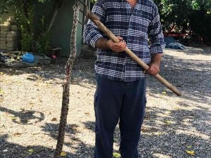 Evine Giren Yılan Öldürüldü