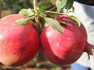 Kilis’te Nar Hasadı Başladı