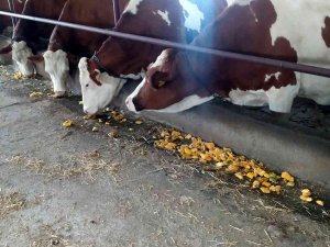 Gübre Olarak Değil Yem Olarak Kullandı, Süt Verimini Artırdı