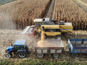 Tokat’ta ’Sarı Altın’ Hasadı Başladı