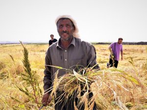 100 Bin Yıllık Lavların İçerisinde Tek Kadın Pirinç Üreticisi