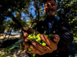 Avrupa’yı Kuraklık Vurdu, Zeytinde Türkiye’ye Fırsat Doğdu