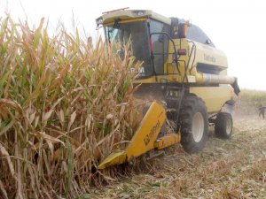 Araban Ovası’nda Mısır Hasadına Başlandı