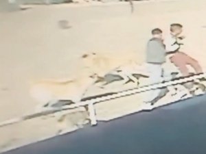 Edirne’de Sahipsiz Köpeklerin Çocuğa Saldırma Anı Kamerada