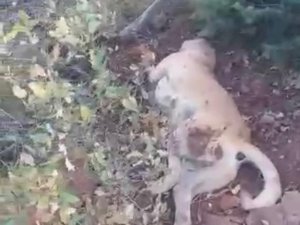 Av Tüfeği İle Katledilen Çoban Köpeği Çalıların Arasında Bulundu