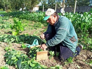 Karpuzdan Zarar Eden Üreticinin Yüzünü Ispanak Güldürdü