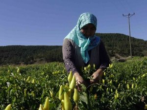 Biberiyede Sezonun Son Ürünleri Hasat Ediliyor